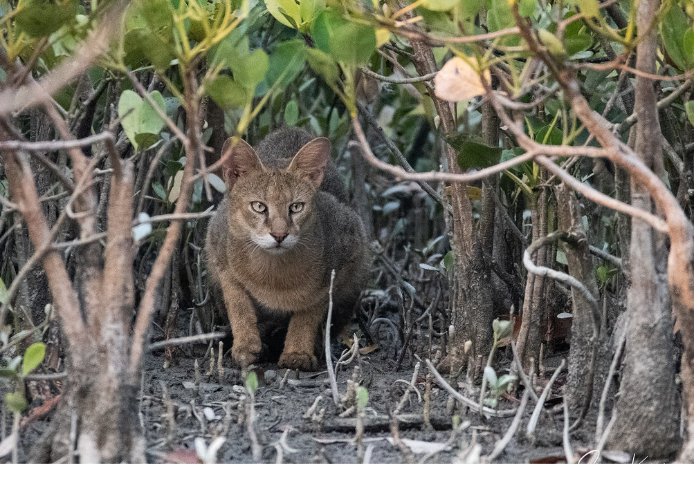 Джунглевая кошка или кошка (105 фото): образ жизни, где живет, можно ли быть домашним питомцем