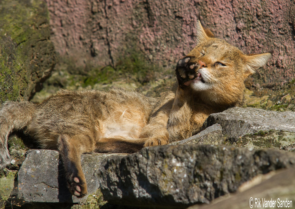 Джунглевая кошка или кошка (105 фото): образ жизни, где живет, можно ли быть домашним питомцем