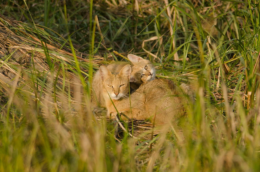 Джунглевая кошка или кошка (105 фото): образ жизни, где живет, можно ли быть домашним питомцем