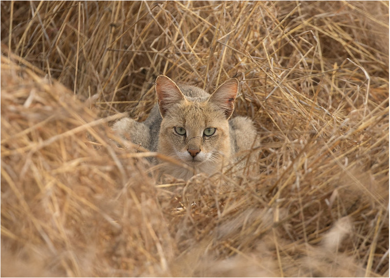 Джунглевая кошка или кошка (105 фото): образ жизни, где живет, можно ли быть домашним питомцем