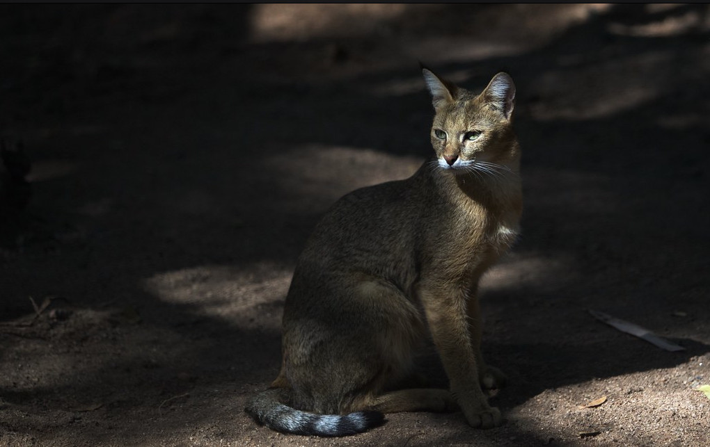 Джунглевая кошка или кошка (105 фото): образ жизни, где живет, можно ли быть домашним питомцем