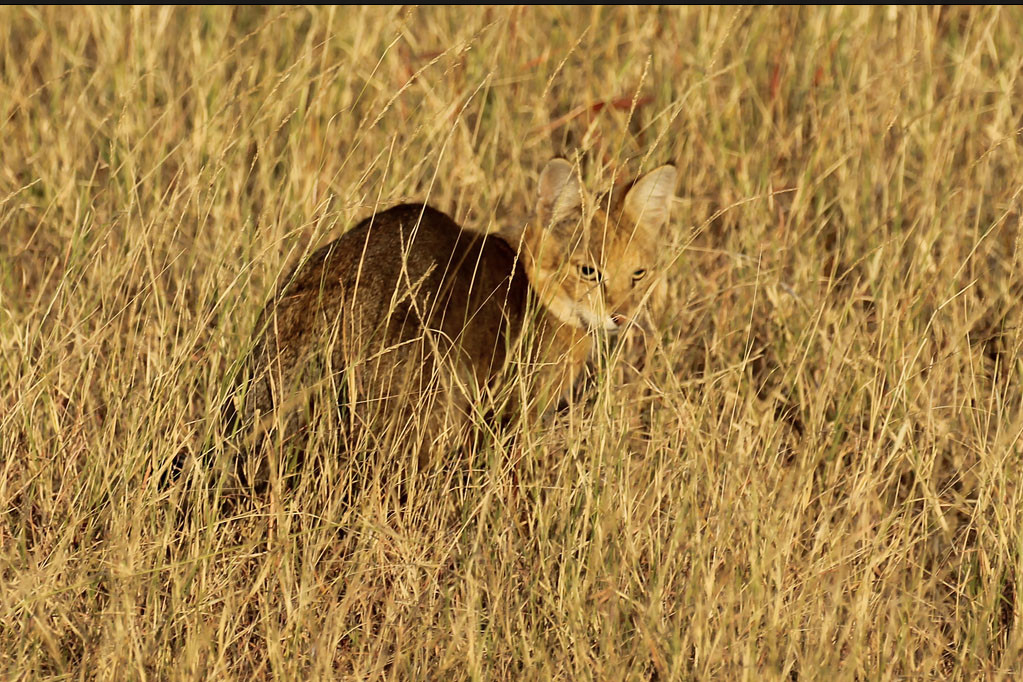 Джунглевая кошка или кошка (105 фото): образ жизни, где живет, можно ли быть домашним питомцем