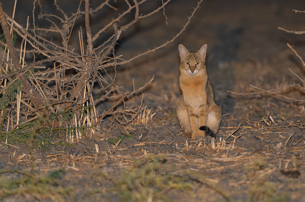 Джунглевая кошка или кошка (105 фото): образ жизни, где живет, можно ли быть домашним питомцем