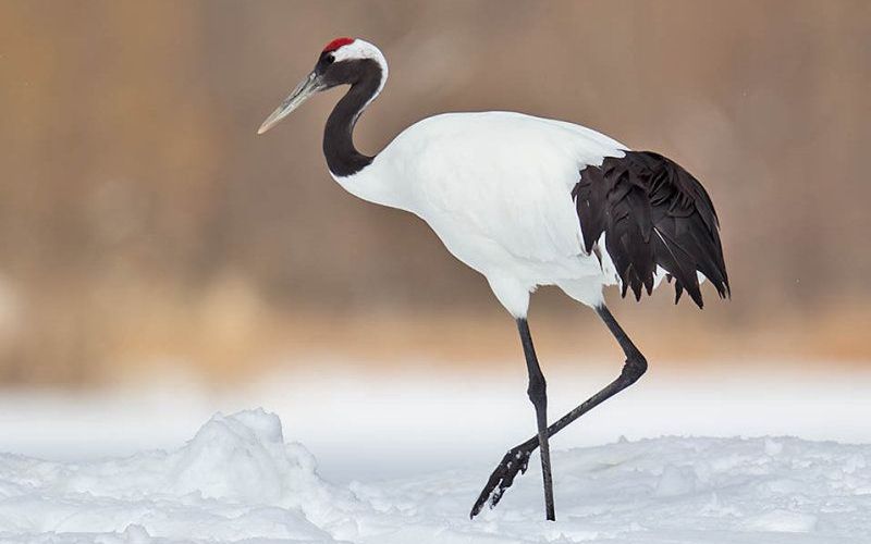 Птица японский журавль 