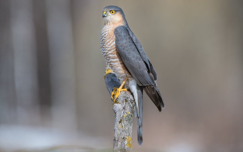 Птица ястреб-перепелятник Птица ястреб-перепелятник