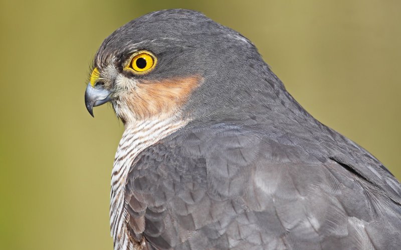 Голова птицы Голова птицы