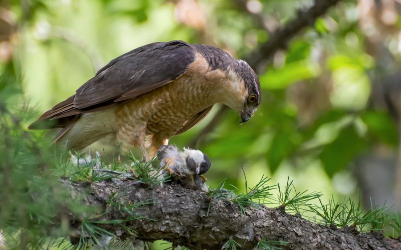 С добычей С добычей