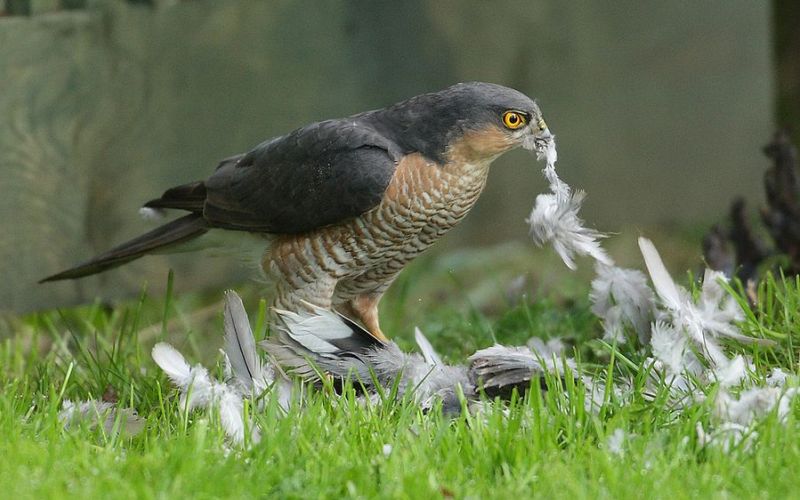 Ястреб-перепелятник ест птицу Ястреб-перепелятник ест птицу
