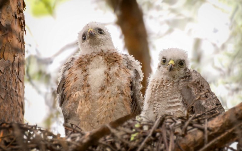 Птенцы ястреба-перепелятника Птенцы ястреба-перепелятника