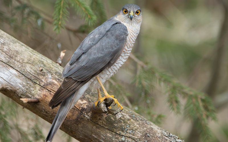 Птица на дереве Птица на дереве