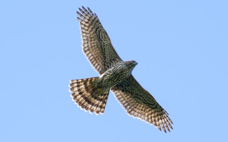 В полете В полете