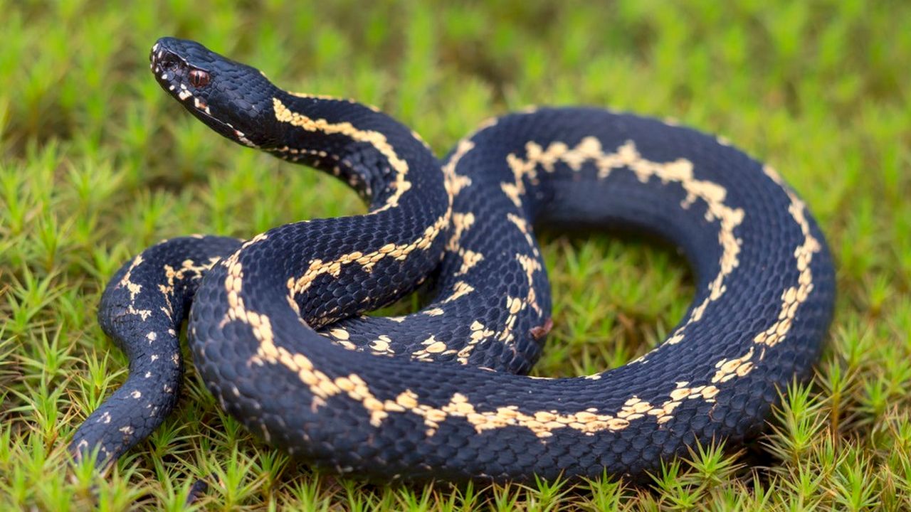 Змея Кавказская гадюка Vipera kaznakovi, фото Змея Кавказская гадюка Vipera kaznakovi, фото