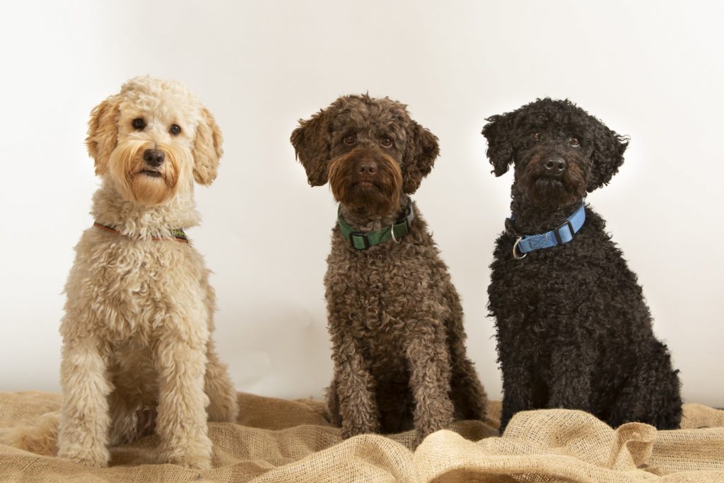 Лабрадудель