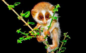 Стройные лори