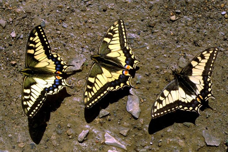 Бабочка Махаон: краткое описание, как выглядит, подвиды, где обитает, чем питается, интересные факты