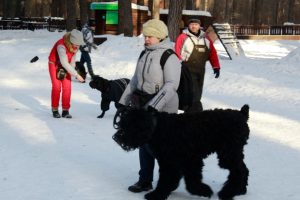 Воспитание и дрессировка