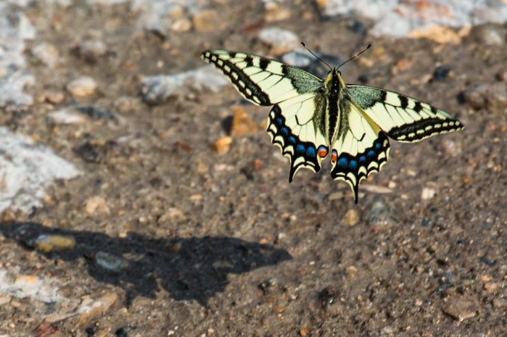 Бабочка Махаон: краткое описание, как выглядит, подвиды, где обитает, чем питается, интересные факты