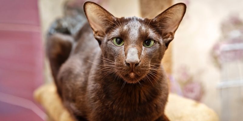 Порода кошек Гавана: история происхождения