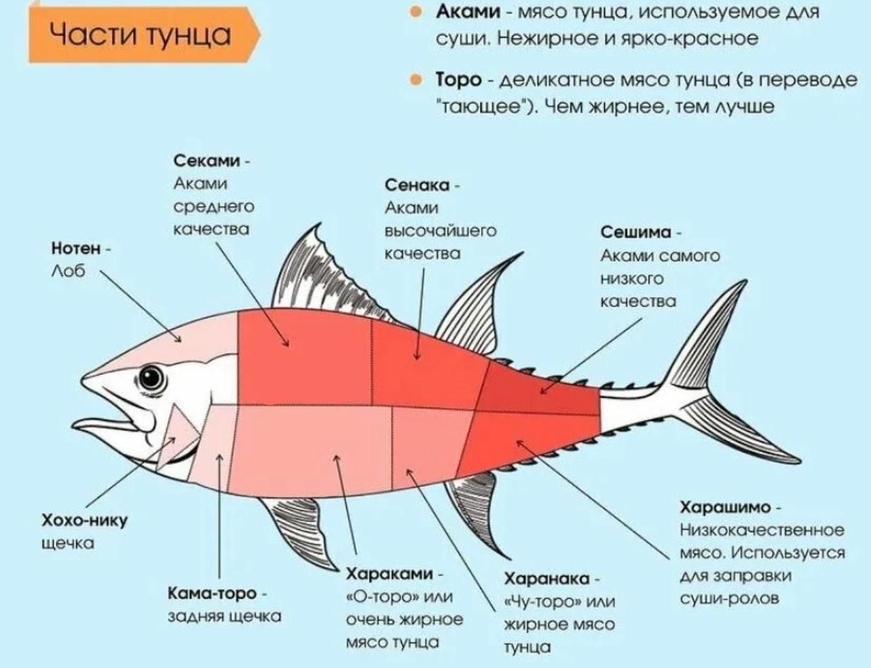 Быстрая и дорогая рыба: все о голубом тунце – где обитает, виды, описание