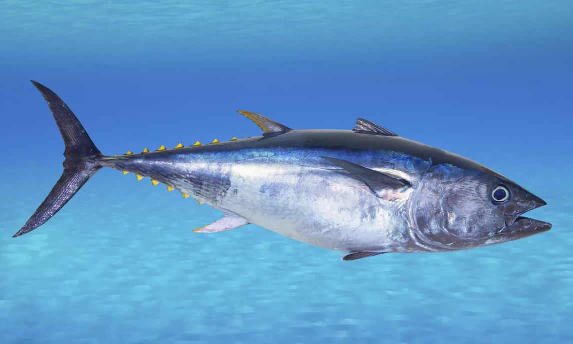 Быстрая и дорогая рыба: все о голубом тунце – где обитает, виды, описание