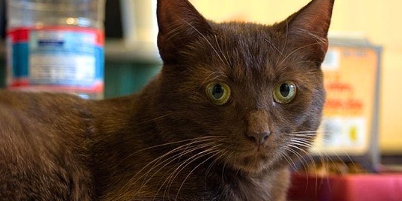 Порода кошек Гавана: история происхождения