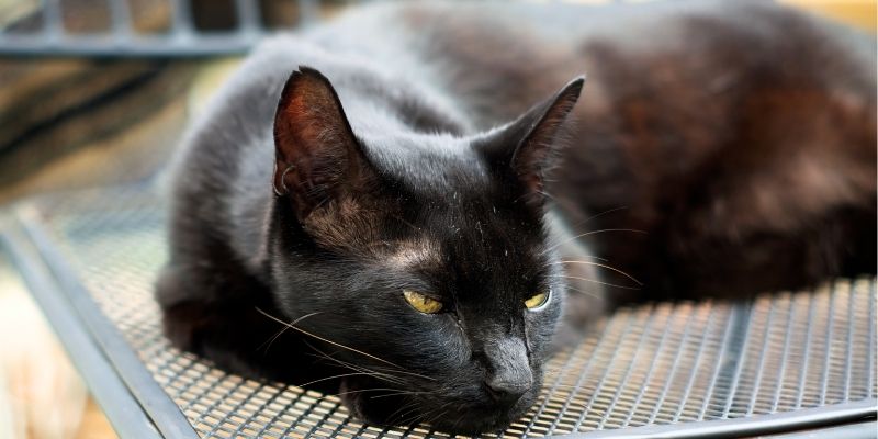 Порода кошек Гавана: история происхождения