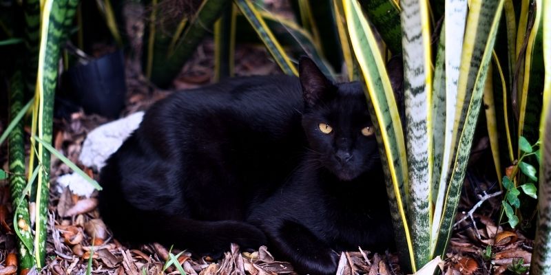 Порода кошек Гавана: история происхождения