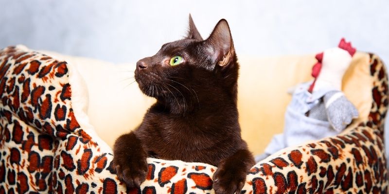 Рыба фугу: ядовитый представитель подводного мира