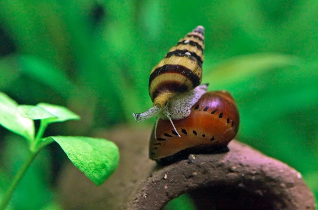 Улитка Хелена