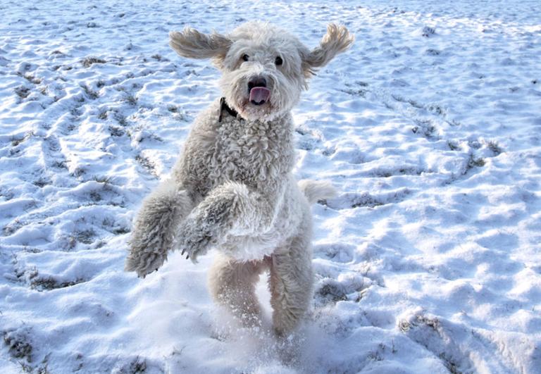 Ну какой он Франкенштейн?