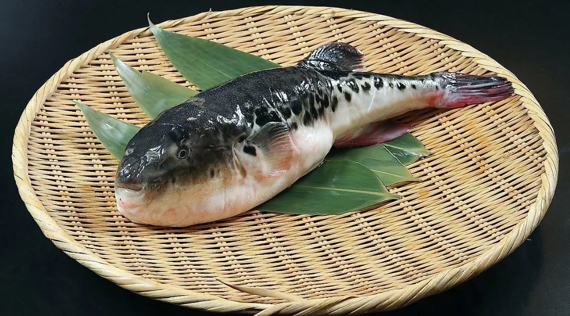 Рыба фугу: ядовитый представитель подводного мира