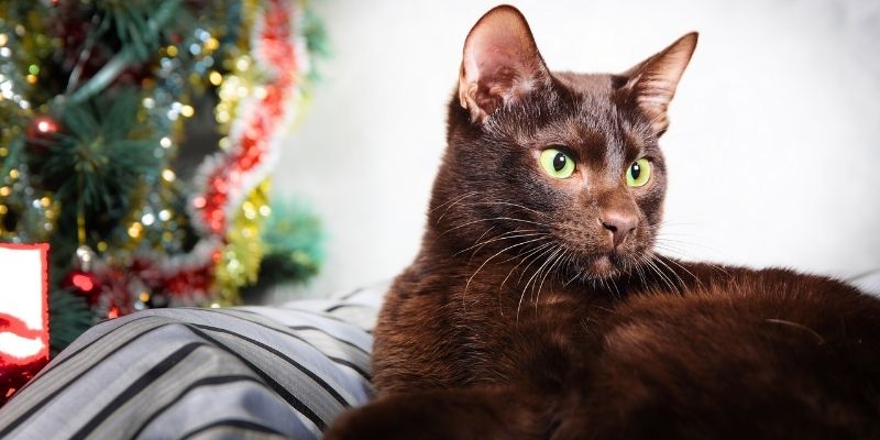 Порода кошек Гавана: история происхождения