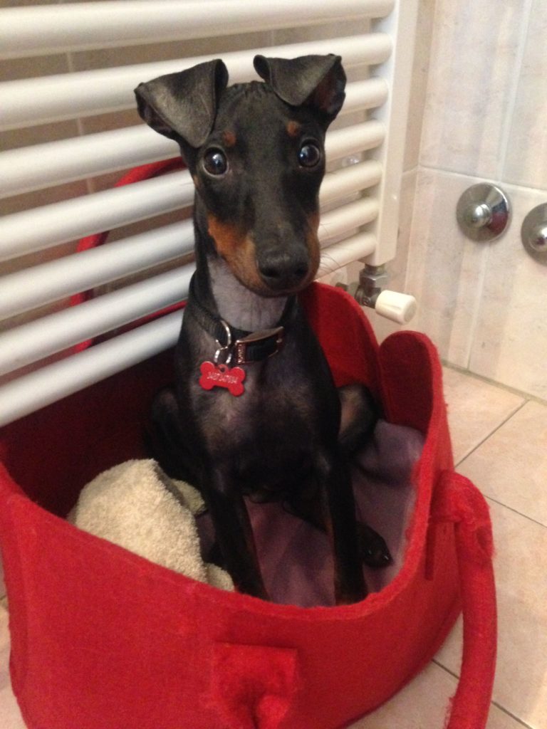 Manchester Terrier