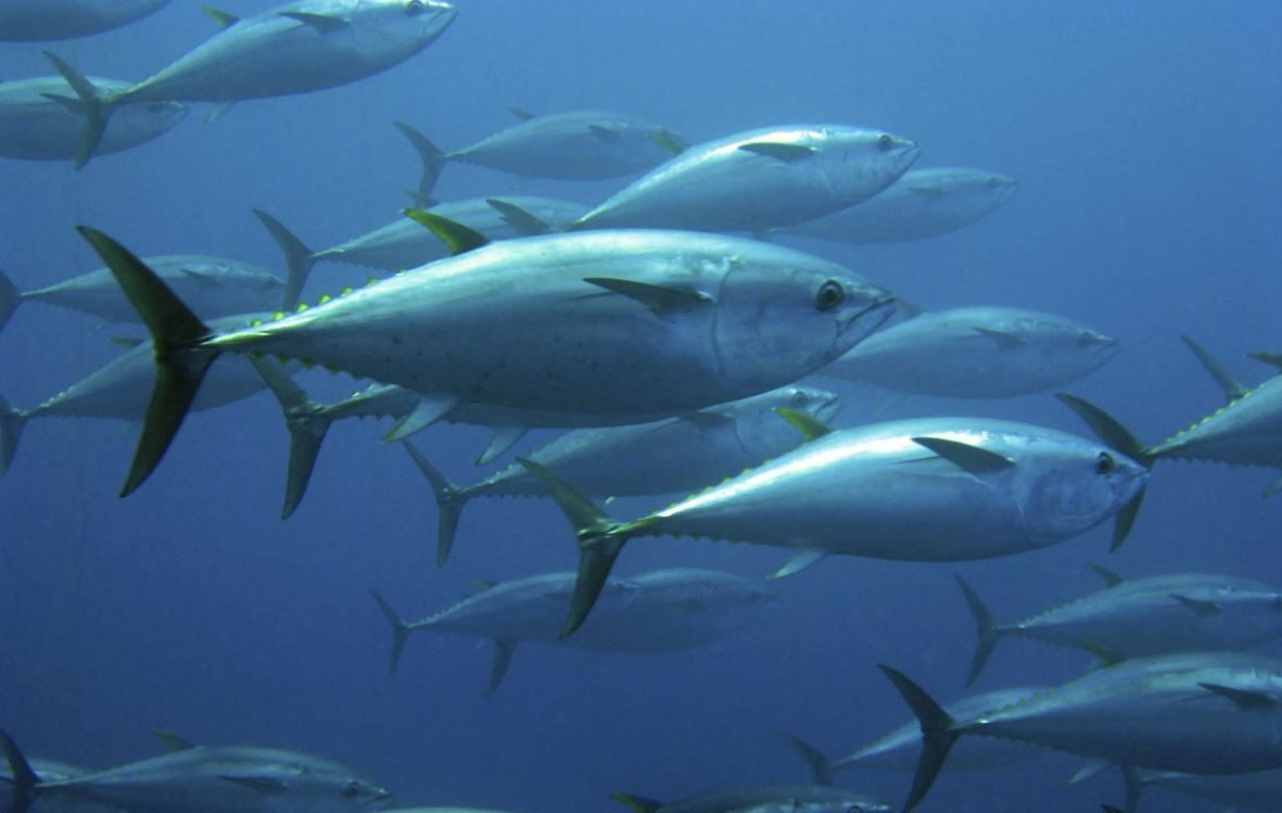 Быстрая и дорогая рыба: все о голубом тунце – где обитает, виды, описание