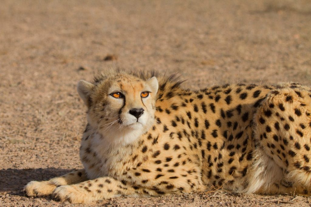 Азиатский гепард