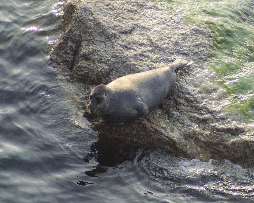Байкальский тюлень