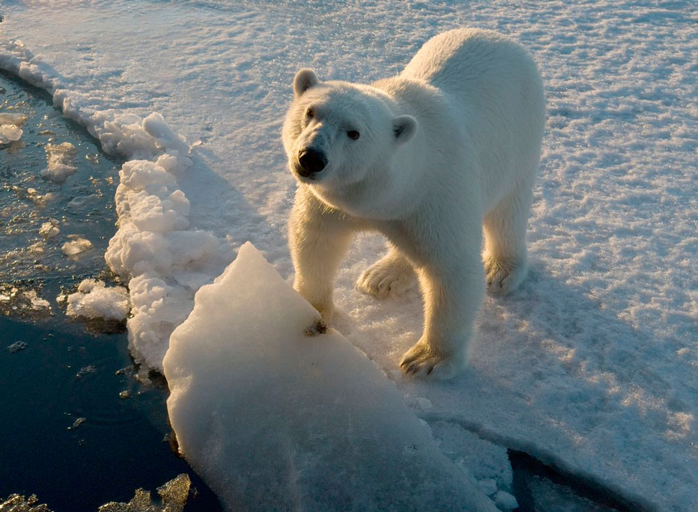 Полярный медведь