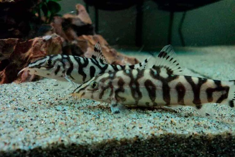 Боция в аквариуме