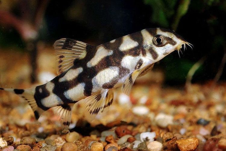 Мраморная боция