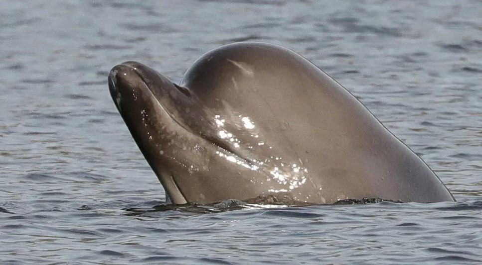 Высоколобый бутылочный нос