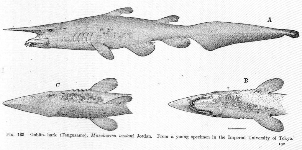 Акула-гоблин
