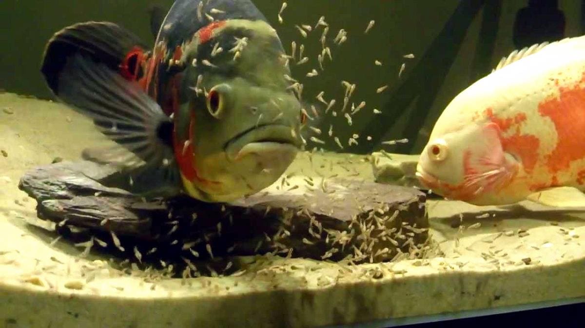 Совместимость астронотусов с другими рыбами: рекомендации