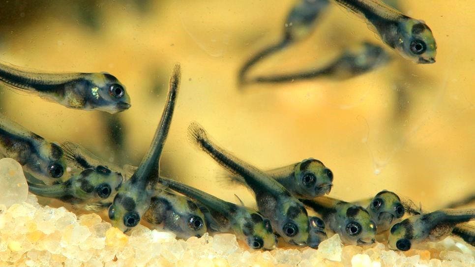 Совместимость астронотусов с другими рыбами: рекомендации