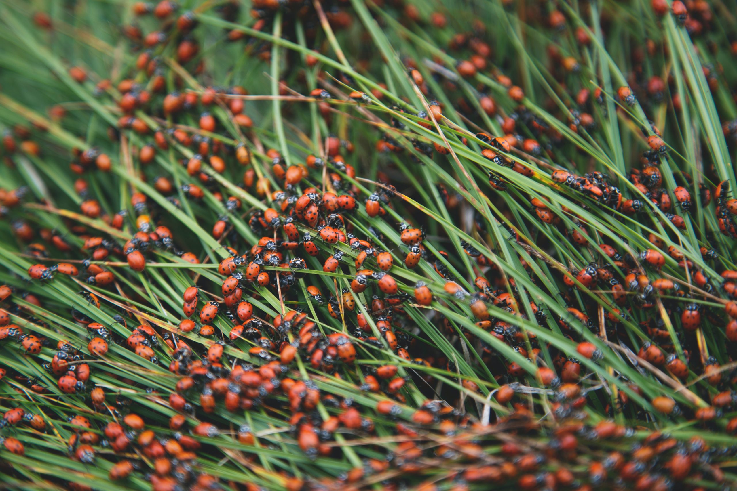 много ошибок