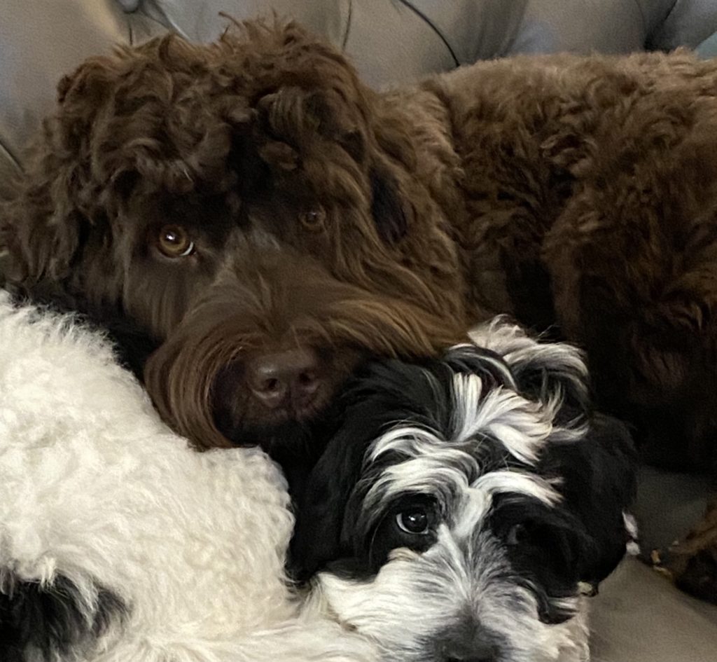 Лабрадудель