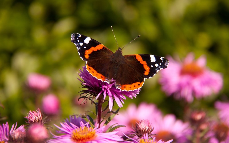 В цветочном поле В цветочном поле