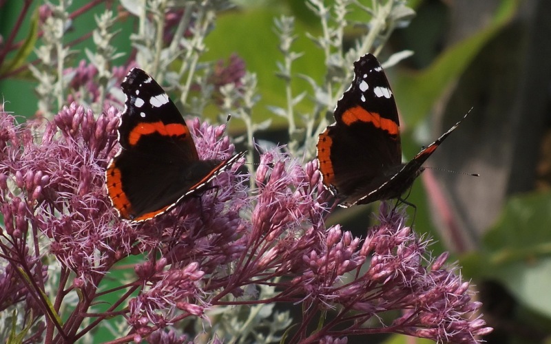 Бабочки летом Бабочки летом