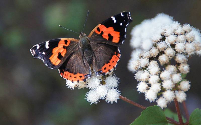 Насекомое бабочка адмирал Насекомое бабочка адмирал