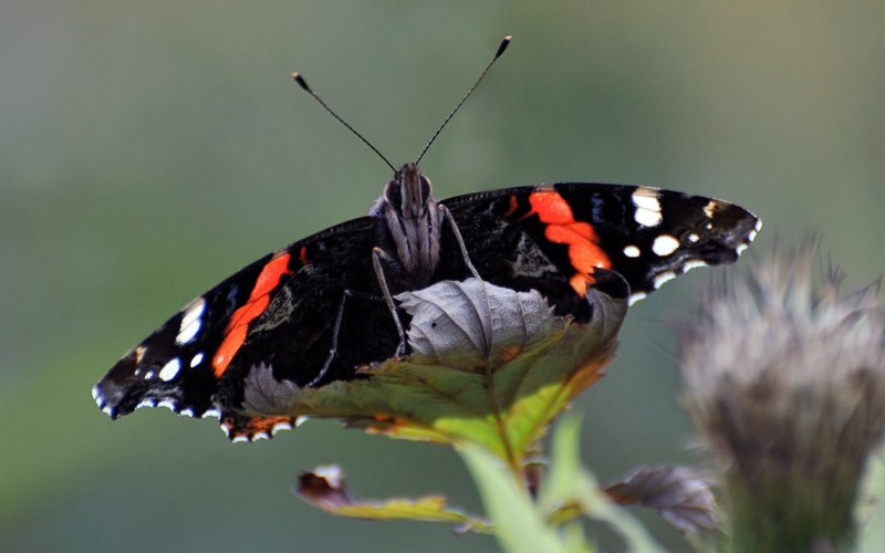 Голова бабочки Голова бабочки