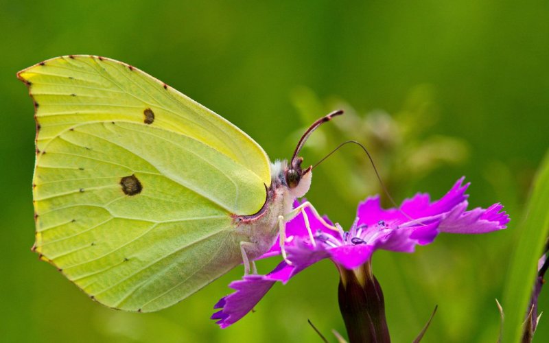 Бабочка лимонница Бабочка лимонница